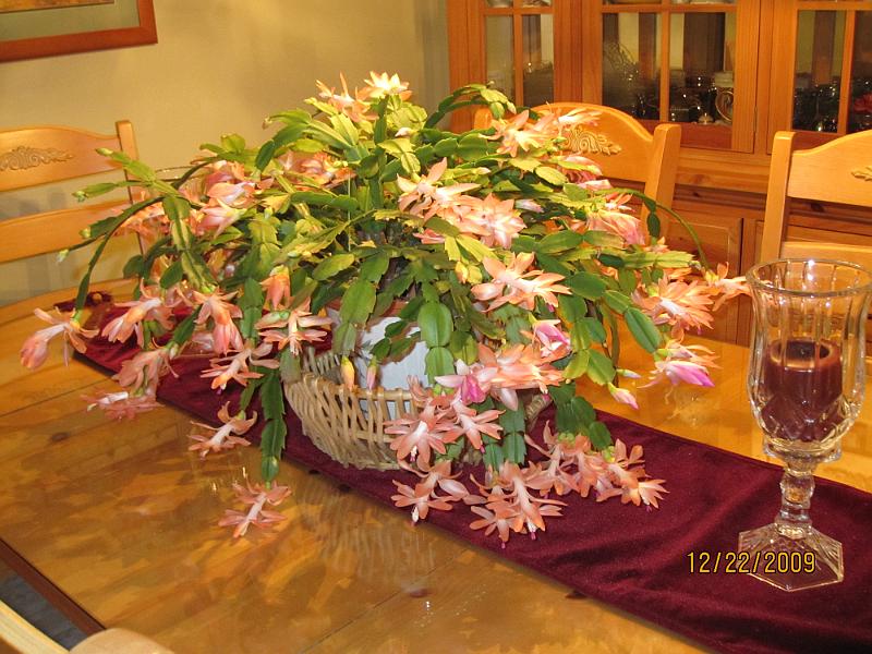 Picture 015
